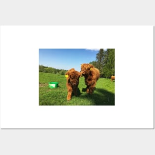 Scottish Highland Cattle Calves 1760 Posters and Art